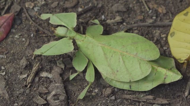 Dead Leaf Mantis in Jungle Leaf Litter Thailand