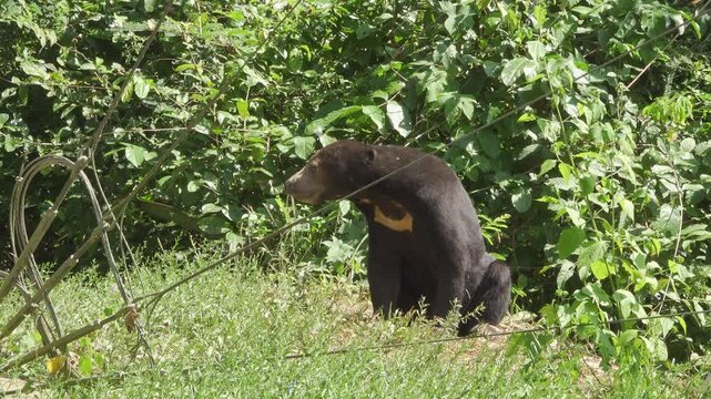 An adult Malayan sun bear (Helarctos malayanus) sits and pants in the midday heat at the edge of a lush tropical forest in Thailand. The medium 4K shot captures the bear's distinctive chest pattern.