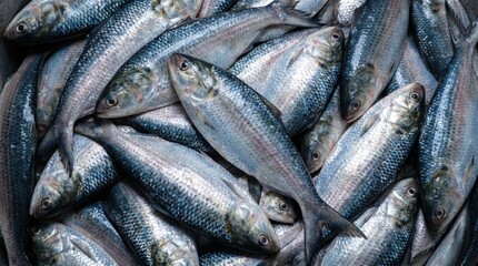 Fototapeta premium Fresh raw herring fish pile displayed together in a market catching natural light highlighting the shiny scales and detailed texture of the silver marine life