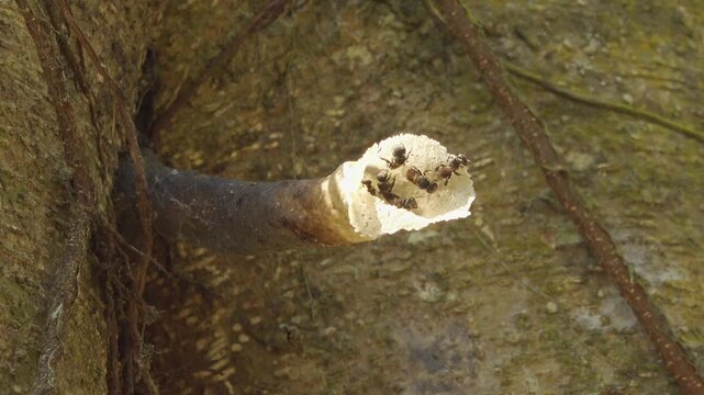 Adult stingless bees (Meliponini, likely Tetragonula pagdeni - Lepidotrigona terminata complex) working at their distinctive white, trumpet-shaped resin nest entrance on a tree trunk in Thailand.