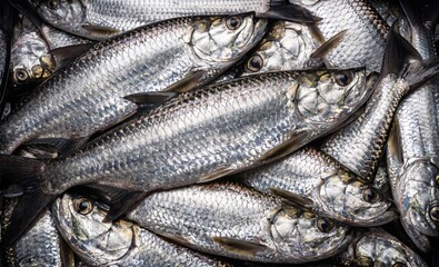 Fototapeta premium Fresh raw silver fish pile stacked together in a market display showing detailed metallic scales and reflective texture for sustainable seafood industry concepts