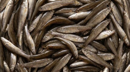 Fototapeta premium Abundant pile of fresh small minnow fish stacked together creating a textured pattern of silver scales and dark eyes captured in high detail top view perspective