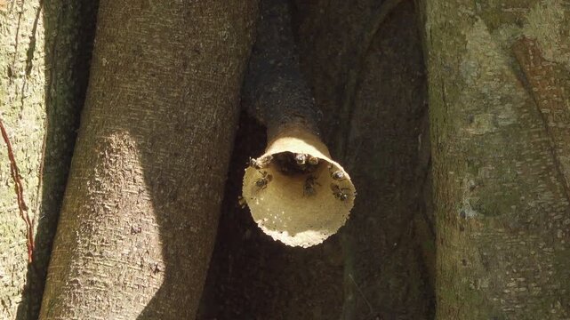 Adult stingless bees (Meliponini, likely Tetragonula sp.) fly to and from their distinctive trumpet-shaped resin tube nest built into a tree trunk in Thailand's tropical jungle.