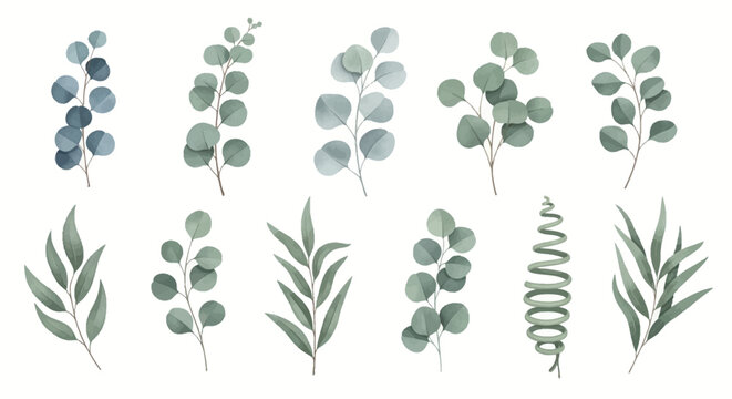 Watercolor set of silver dollar eucalyptus branches and willow leaves isolated on a white background. Muted green botanical foliage elements for wedding invitations and decor.