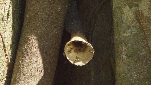 Adult stingless bees (Meliponini, likely Tetragonula sp.) actively guard and maintain their distinctive resin tube nest entrance on a tree trunk in a Thai tropical jungle. 