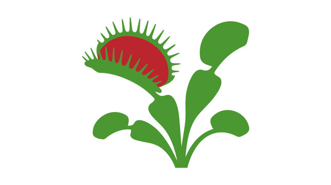 Flat vector illustration of a Venus flytrap carnivorous plant isolated on white
