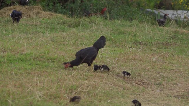 A free-range domestic chicken hen (Gallus gallus domesticus) leads her brood of young black chicks as they peck and forage on grass at a rural farm in Thailand.