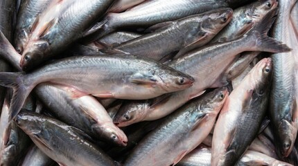 Obraz premium Fresh raw catfish piled together in a market display showing silver skin and shiny scales for culinary preparation and healthy protein source in a commercial setting