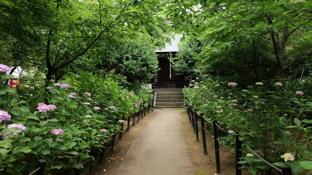 梅雨の季節の本土寺　千葉県松戸市