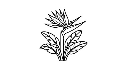 Bird of paradise plant with flower line art. © khirul afandi