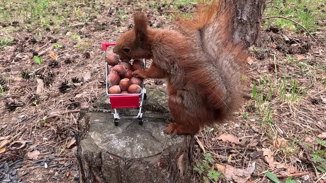 A red squirrel climbs onto a stump next to a miniature cart filled with nuts, reaches for food, eats while balancing on the tree, and then looks around warily.