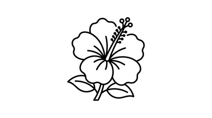Hibiscus flower with leaves botanical line art drawing. © khirul afandi