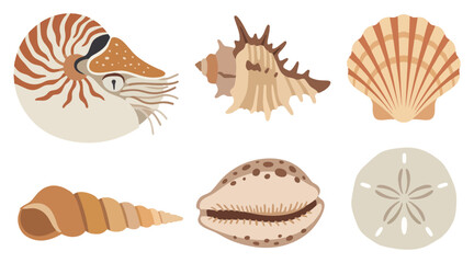 Fototapeta premium Set of decorative seashell vector illustrations featuring natural organic shapes with earthy brown tones and detailed textures for creative projects