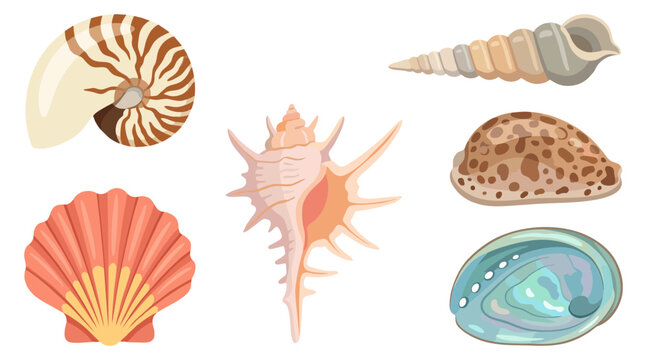 Colorful collection of diverse sea shells depicted as a detailed vector graphic illustration featuring various marine shapes and textures