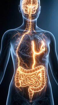 Human body anatomy brain gut connection glow diagram gut brain axis nervous system medical concept art with neuron pathway showing human silhouette and female gut brain axis connection