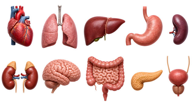 Set of human organs isolated on a white background