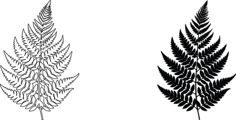 Detailed fern leaf botanical illustration in line art and solid black silhouette design. © kajallata