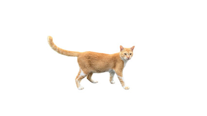 side portrait of yellow cat on white background, isolate stray cats standing © ElizabethGo