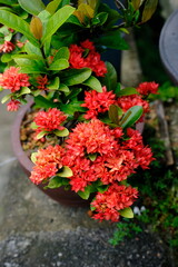 Naklejka premium red Ixora bloom