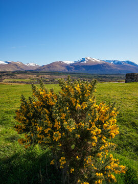 A gorse bush (Ulex europaeus) surrounded by the picturesque landscape of the Scottish Highlands near Glen Nevis.