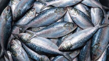 Obraz premium Fresh raw herring fish pile stacked together for market sale showing shiny silver scales and detailed patterns in a close up view of marine seafood harvest