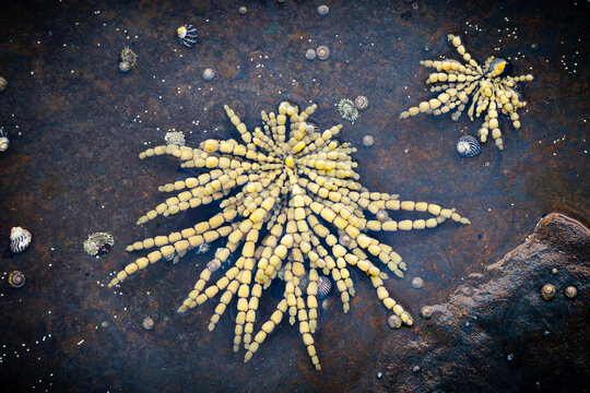 Neptune's necklace or Neptune's pearls is a seaweed that holds fast onto intertidal rock and is an ecosystem engineer, creating an home for other marine life in the sea in New South Wales, Australia.