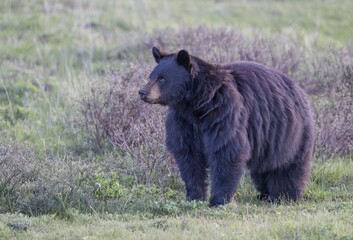 Fototapeta premium American black bear!