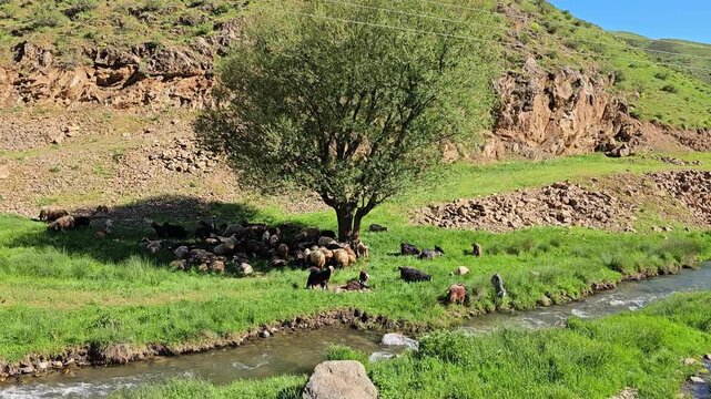A peaceful spring valley with a small herd of goats and sheep resting under a tree beside a clear stream and green hills.
📍 Marivan, Kurdistan, Iran 