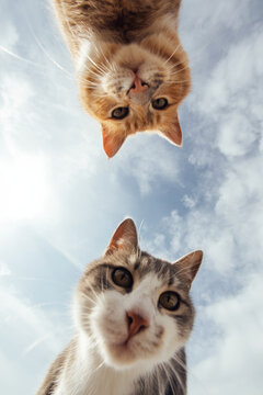 Two domestic cats, one gray tabby and one orange tabby, looking down from above against a blue sky with scattered clouds, capturing a playful perspective