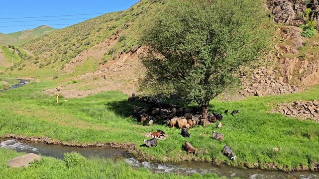 A peaceful spring valley with a small herd of goats and sheep resting under a tree beside a clear stream and green hills.
📍 Marivan, Kurdistan, Iran 