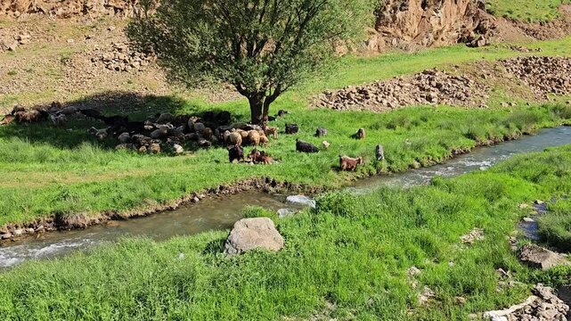 A peaceful spring valley with a small herd of goats and sheep resting under a tree beside a clear stream and green hills.
📍 Marivan, Kurdistan, Iran 