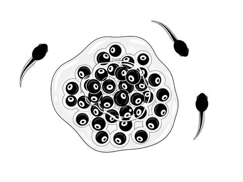 Frogspawn and tadpoles in water, representing early life cycle stages and aquatic reproduction