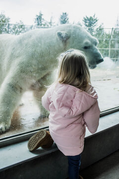 little girl looking at a polar bear in the zoo. Una peque&ntilde;a ni&ntilde;a viendo a un oso polar en el zoologico
