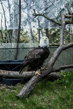 A big american bald eagle in the zoo. Aguila calva en el zoologico.