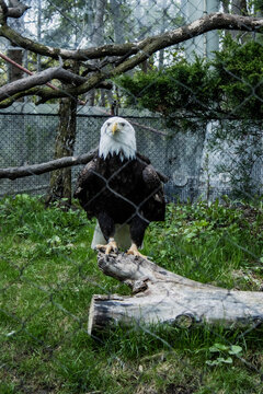 A big american bald eagle in the zoo. Aguila calva en el zoologico.