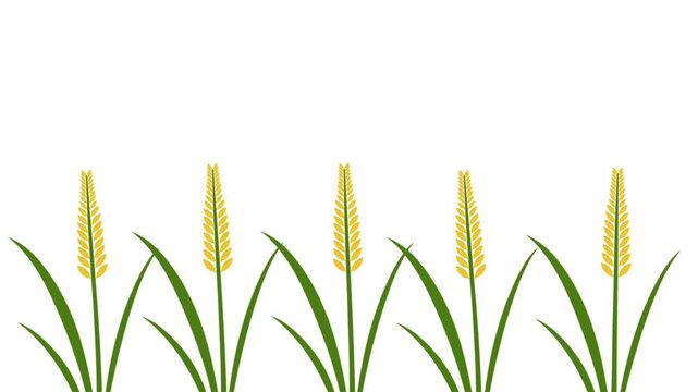 row of rice plant with ripe yellow grain. Asian crop harvest