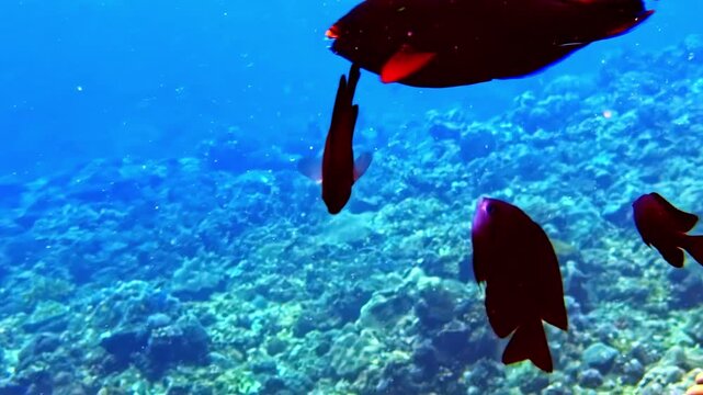 A colorful parrotfish glides over a coral reef, accompanied by smaller fish. Clear blue water enhances the vivid scene, perfect for marine life documentaries or educational content.