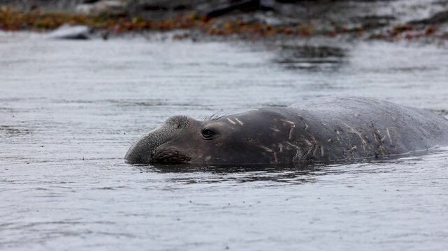 Southern elephant seal (Mirounga leonina, Phocidae) resting upright in shallow coastal water in South Georgia, subantarctic islands, slow motion telephoto wildlife shot.