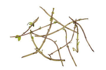 Fototapeta premium plant stems with small green Fresh mint stems On Transparent Background, isolated botanical cuttings for nature, gardening, or compost concepts.