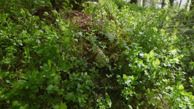 A sunlit forest underbrush reveals a hidden object amidst vibrant green foliage. Ideal for environmental documentaries or nature-themed projects.