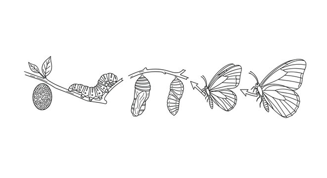 educational diagram illustrates the life cycle of a butterfly, showing stages from egg and caterpillar to chrysalis and adult insect emergence.