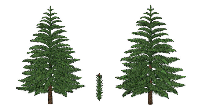 two lush green spruce trees are shown in a detailed illustration alongside a single branch, perfect for representing forest nature and christmas.