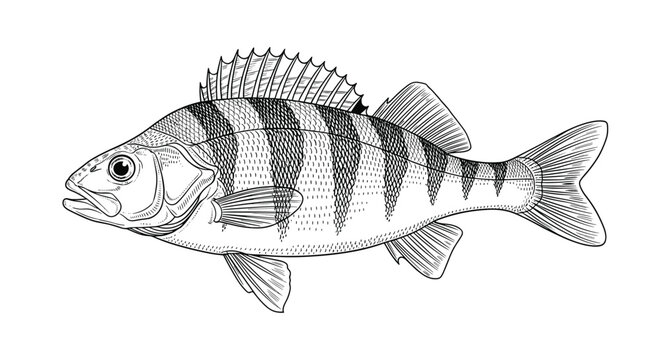 detailed monochrome sketch of a perch fish with characteristic vertical stripes and spiny dorsal fins in a traditional art style.