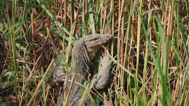 A detailed shot of a large monitor lizard resting and camouflaged within thick green and brown grass in the Indian wilderness.