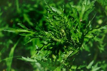 Fototapeta premium Stinging nettle, Urtica dioica, common nettle, is a herbaceous perennial flowering plant. Used in soups,especially in Northern, Eastern Europe, pesto, purées, polenta, and even cheesemaking.