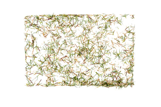 Top view of patchy grass and dry straw turf rectangle isolated on transparent background, natural lawn texture with sparse green blades and brown clippings