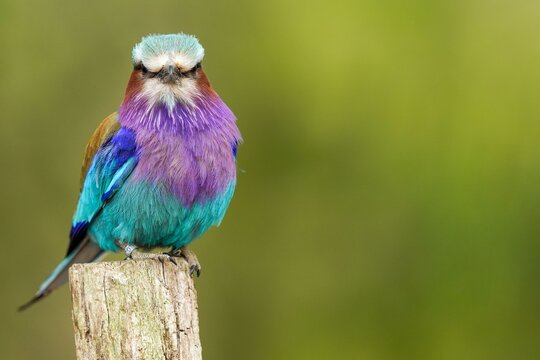 A closeup shot of a lilac-breasted roller on a green blurred background