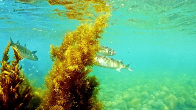 【4K水中映像】明るい浅場のホンダワラの影から姿を現す優雅なボラ