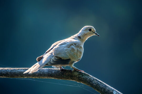 Collared dove or Streptopelia decaocto on branch