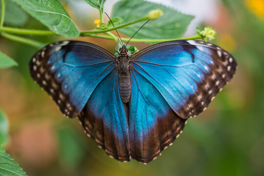 Closeup shot of a blue morpho butterfly on a plant stem